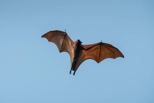 istock Bat flying on blue sky, Lyle's flying fox 1156665001