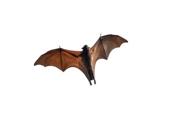 Photo of Bat flying isolated on white background, Lyle's flying fox