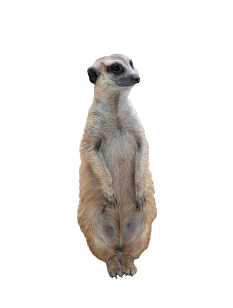 istock Meerkat or Suricate isolated on white background 1156665013