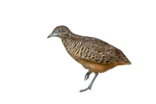 istock Male of barred buttonquail isolated on white background 1156665014
