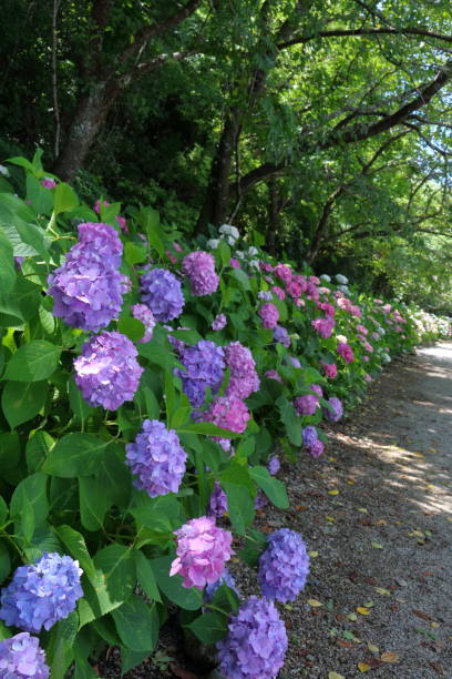 istock Noichi Ajisai Highway (Konan City, Kochi Prefecture) 1156665141
