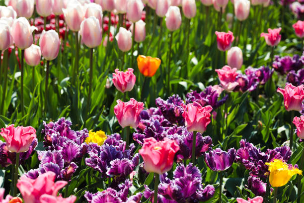 istock Beautiful bouquet of tulips nature background. - Image 1156665491