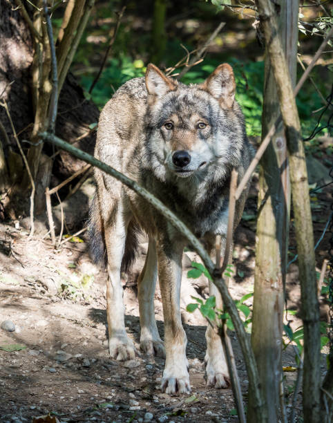 istock European Grey Wolf, Canis lupus in the zoo 1156665498