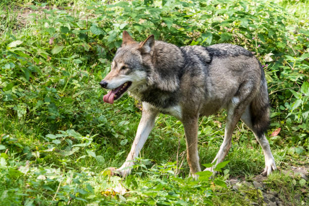 istock European Grey Wolf, Canis lupus in the zoo 1156666047