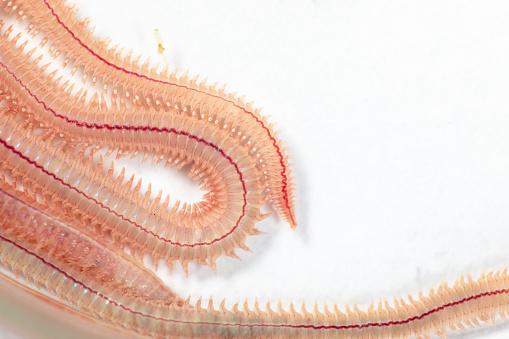 Sand Worm Living In A Beach Area With Relatively Shallow Water