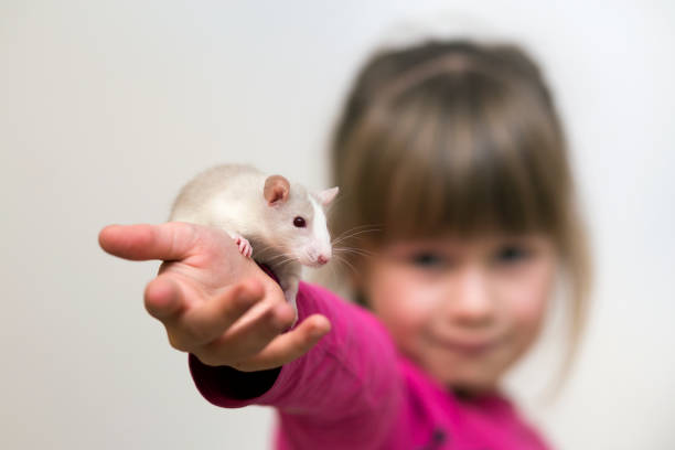portrait of happy smiling cute child girl with white pet mouse hamster on light copy space background. keeping pets at home, care and love to animals concept. - tame imagens e fotografias de stock