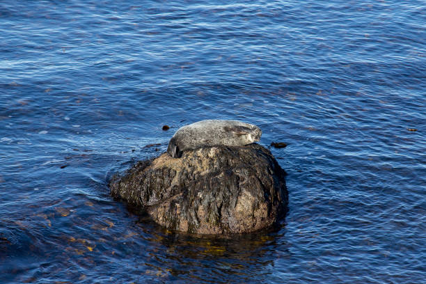 istock seal in water island wild animal 1156668176