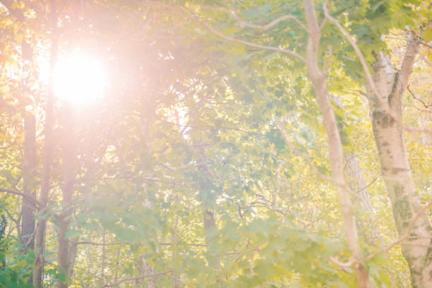 Sunny forest - bright rays of sun and green leaves