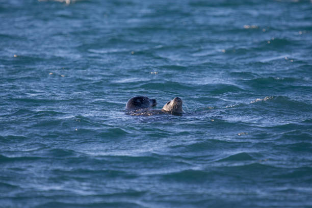 istock seal in water island wild animal 1156669154