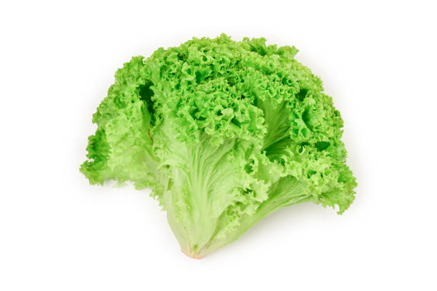 istock Iceberg lettuce isolated on white background. 1156671248