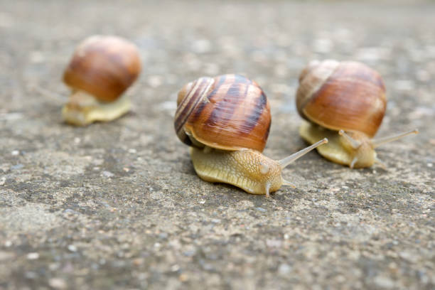 istock Three snails on the road from the top 1156671493