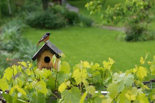 Redstart on the birdhouse in the rainy  green garden.