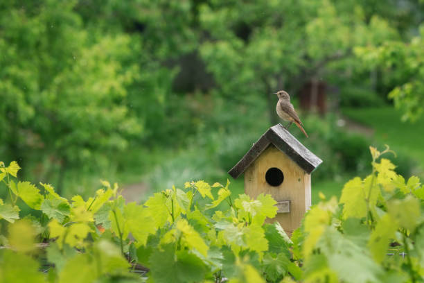 redstart na birdhouse w deszczowym zielonym ogrodzie. - budka dla ptaków zdjęcia i obrazy z banku zdjęć