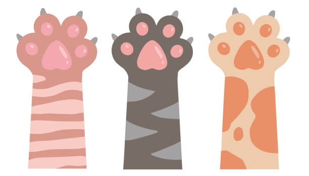 illustrations, cliparts, dessins animés et icônes de dessins mignons de vecteur de dessin animé des bras et des pattes de chat avec les griffes étendues dans différentes couleurs de fourrure - agouti animal