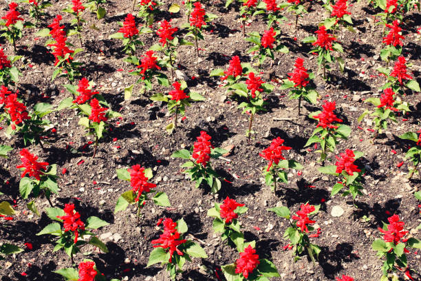 istock Flowerbed of small red flowers view from above. 1156673736