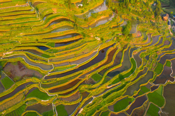 istock Terraced field in guizhou china 1156673815