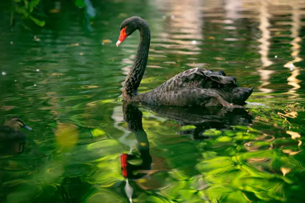 Large beautiful black swan with a red beak.