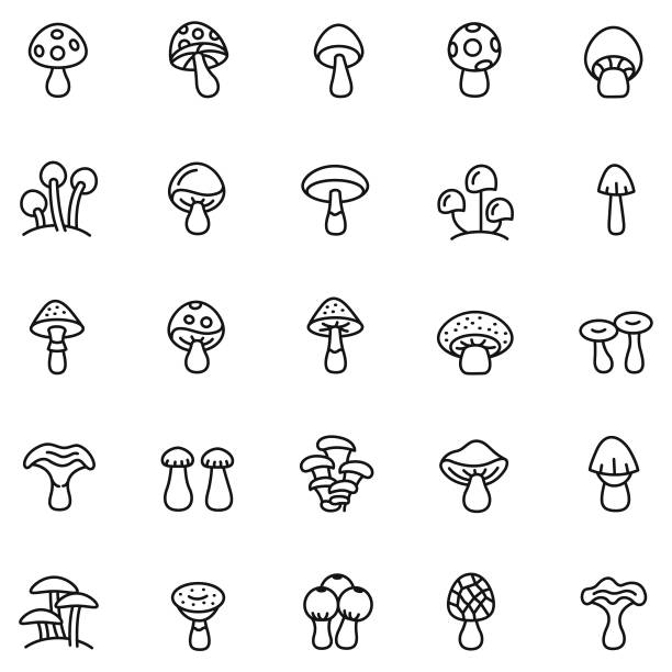 illustrazioni stock, clip art, cartoni animati e icone di tendenza di set di icone funghi - oyster mushroom edible mushroom fungus vegetable