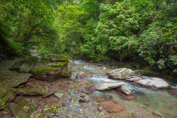 istock yamugou park in guizhou china 1156676483