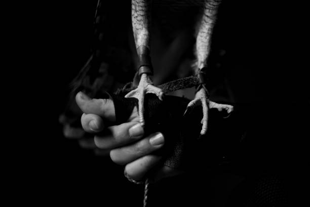 istock photo of falconry 1156679758