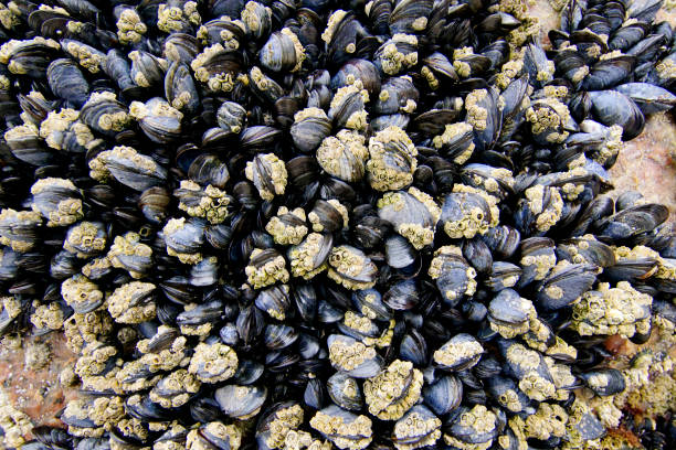 istock Mussels with barnacles on the beach 1156680059