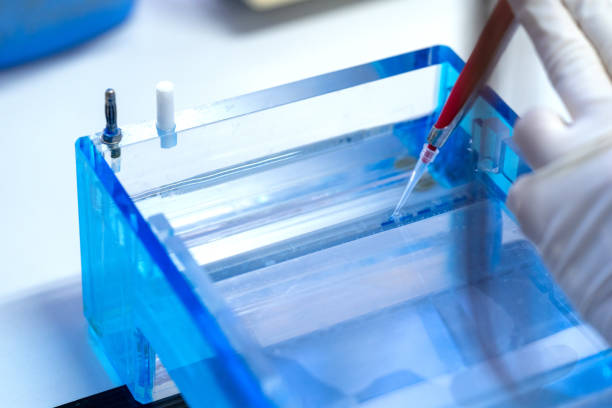 elettroforesi del gel di tecnica molecolare per il metodo del campione di dna decifrare il codice genetico. biochimica e chimica clinica in laboratorio. - dna sequencing gel foto e immagini stock