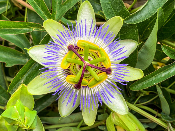 Colourful Passion Flower, Passiflora Caerulea Colourful Passion Flower, Passiflora Caerulea passion fruit flower stock pictures, royalty-free photos & images