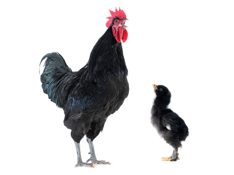 sings black rooster and chick  on a white background