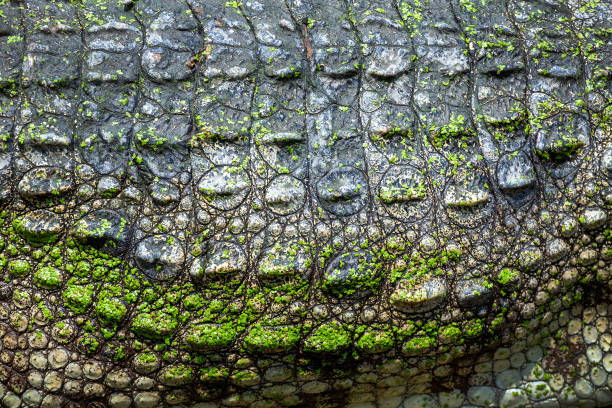 istock Colorful patterned skin of freshwater crocodiles. 1156682531