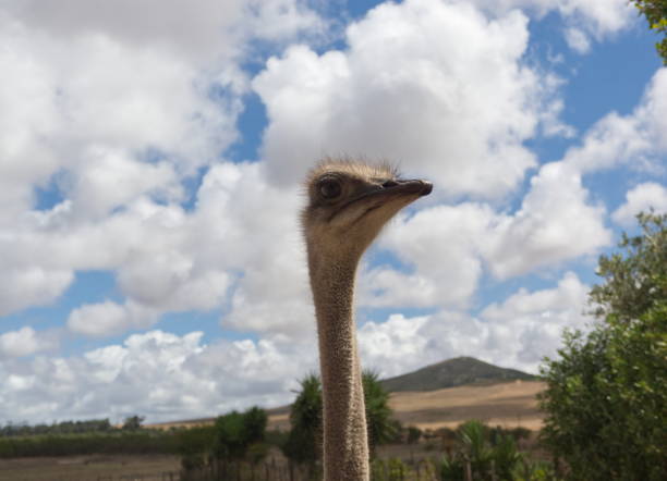 istock Ostrich portrait with blue sky and clouds in background 1156684621