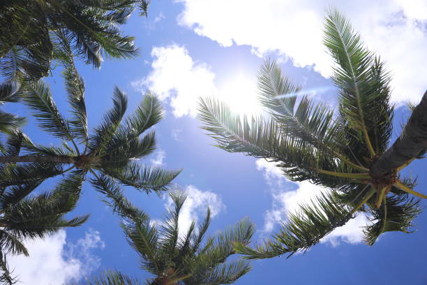 istock hawaii Oahu palm trees and blue sky 1156686617