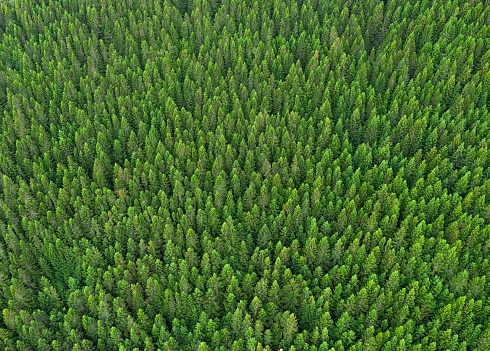 Forest Background, Noruega photo