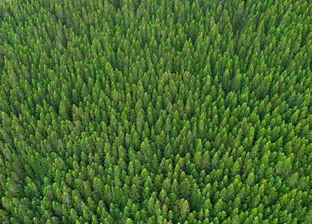 Forest Background, Norway Aerial of a stunning green natural forest in Norway. Converted from RAW. pine woodland stock pictures, royalty-free photos & images