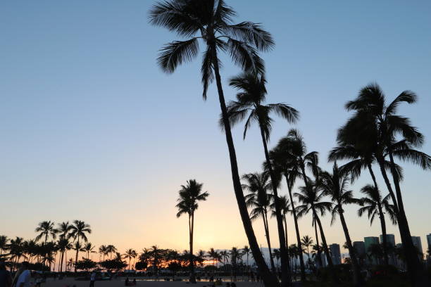 istock hawaii Oahu palm trees and blue sky 1156689012