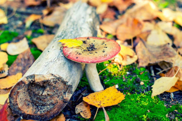istock Autumn landscape with forest mushrooms. Nature background 1156690336