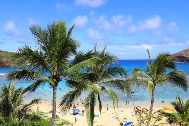 istock hawaii Oahu hanauma bay  palm trees and blue sky 1156691783