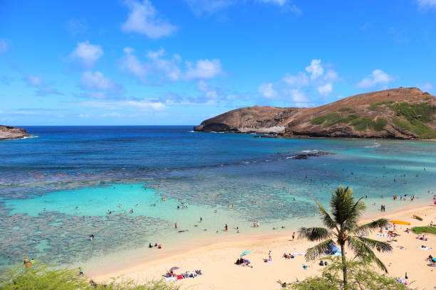 istock hawaii Oahu hanauma bay  palm trees and blue sky 1156692079