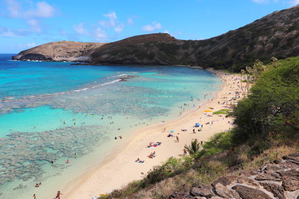 istock hawaii Oahu hanauma bay  palm trees and blue sky 1156692084