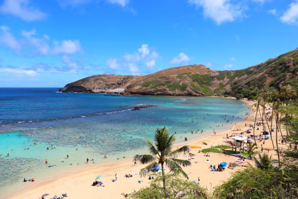 istock hawaii Oahu hanauma bay  palm trees and blue sky 1156692162