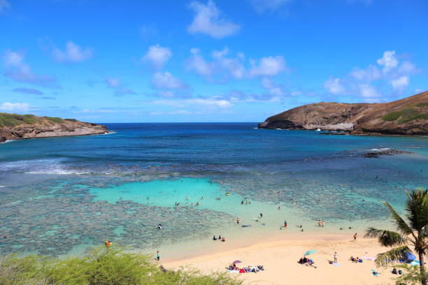 istock hawaii Oahu hanauma bay  palm trees and blue sky 1156692169