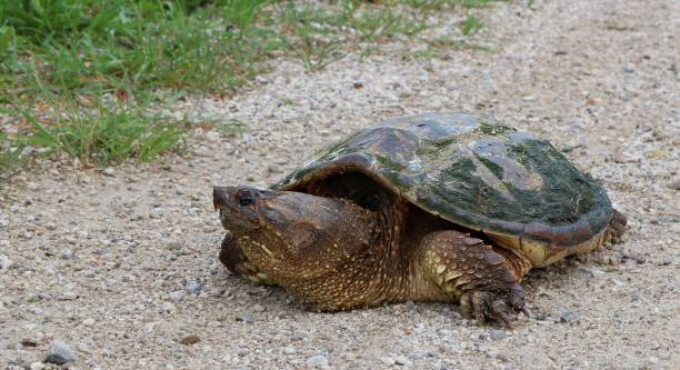 istock Close-up of snapping turtle on edge of road 1156693214