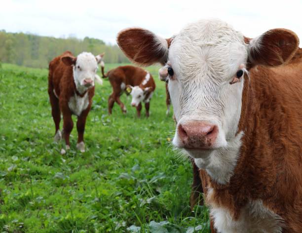 Close up of young Hereford calf head and face with calves behind in the field
