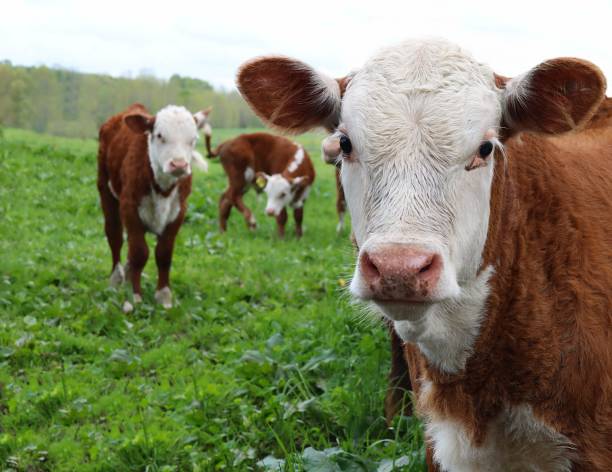 cute curious newborn rust calf with white face looking at camera - herford imagens e fotografias de stock