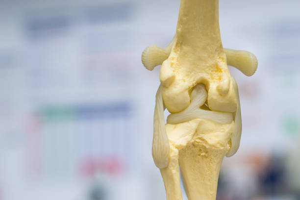 istock dog knee joint mold back view, meniscus and cruciate ligament 1156693506