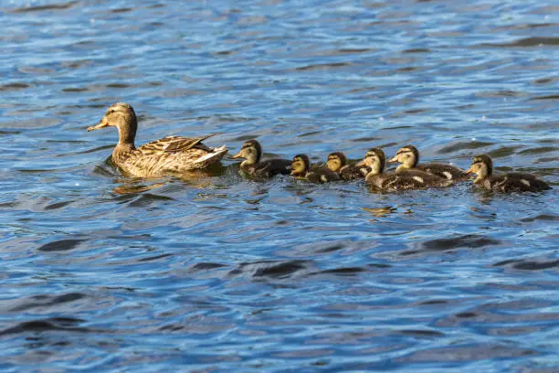 A family of ducks, a duck and six little ducklings are swimming in the water. One line. The duck takes care of its newborn ducklings. Ducklings are all together included.