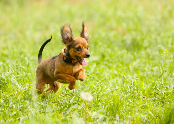 istock Little active dog on the green grass. 1156693783
