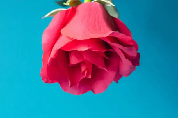 Photo of Pink coral rose on turquoise background.