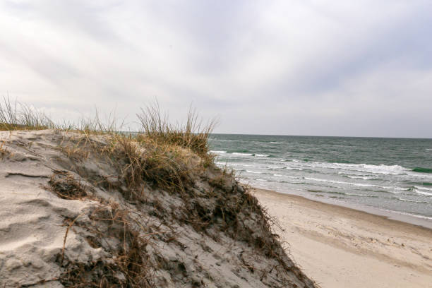 istock Dune at the Baltic Sea, Grass sand dune beach sea view 1156695176