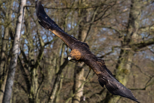 istock Golden eagle, Aquila chrysaetos sitting on a branch 1156696038