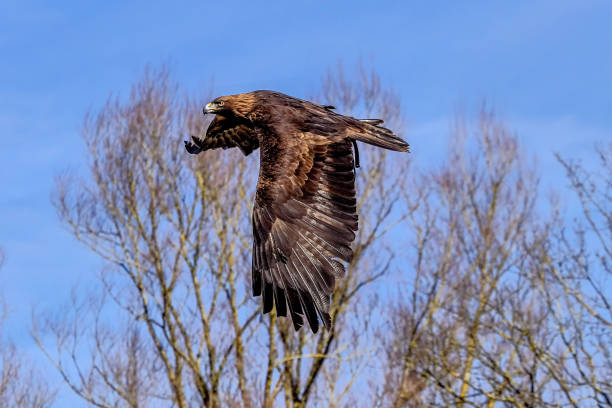 istock Golden eagle, Aquila chrysaetos sitting on a branch 1156696118